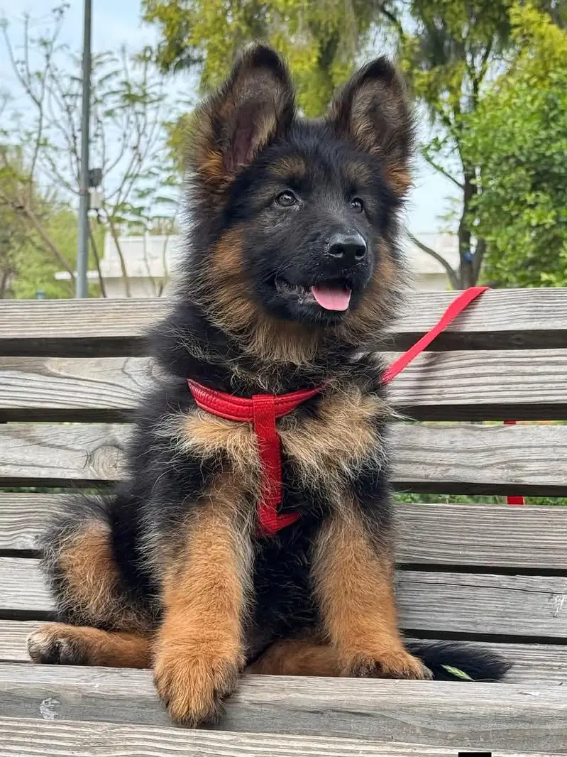 German shepherd puppie WhatsApp contact o/3/4/9/o/6/8/6/3/7/8
