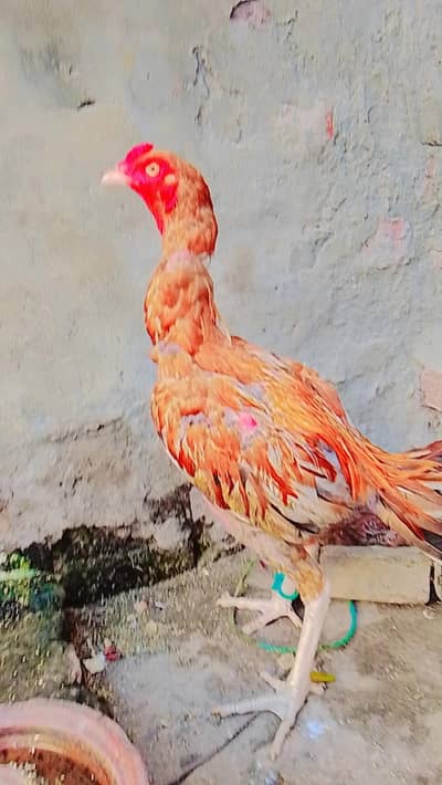 Aseel sindhi