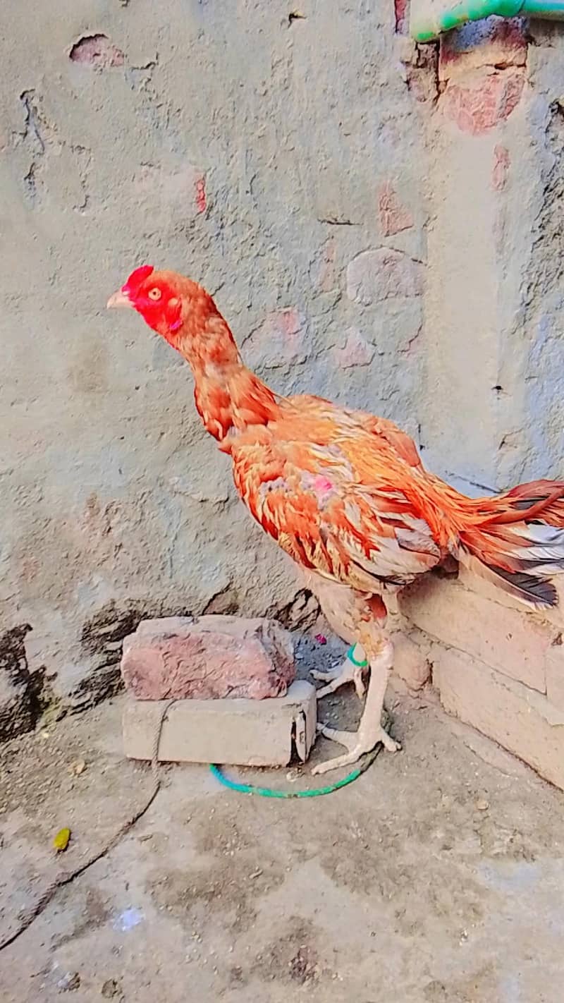 Aseel sindhi 1