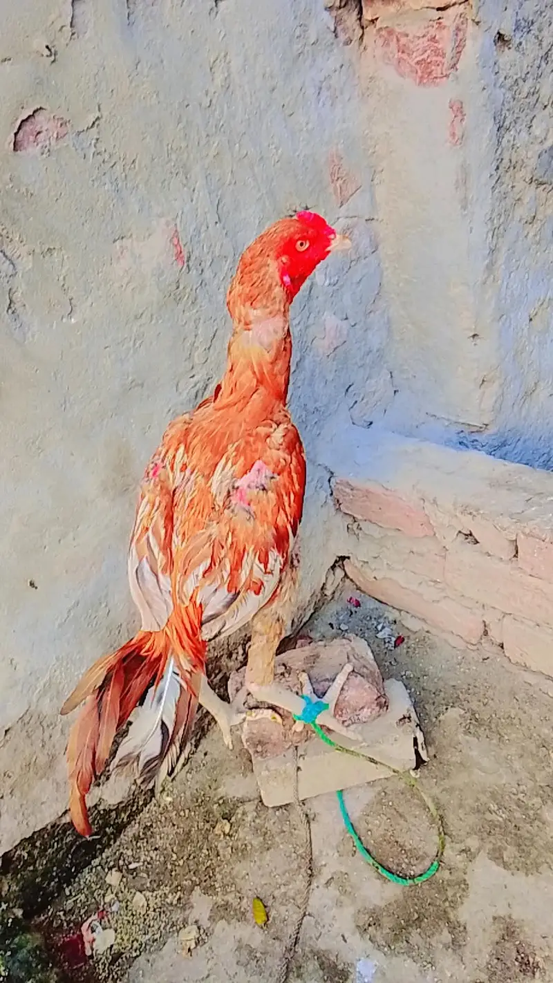 Aseel sindhi — photo 3