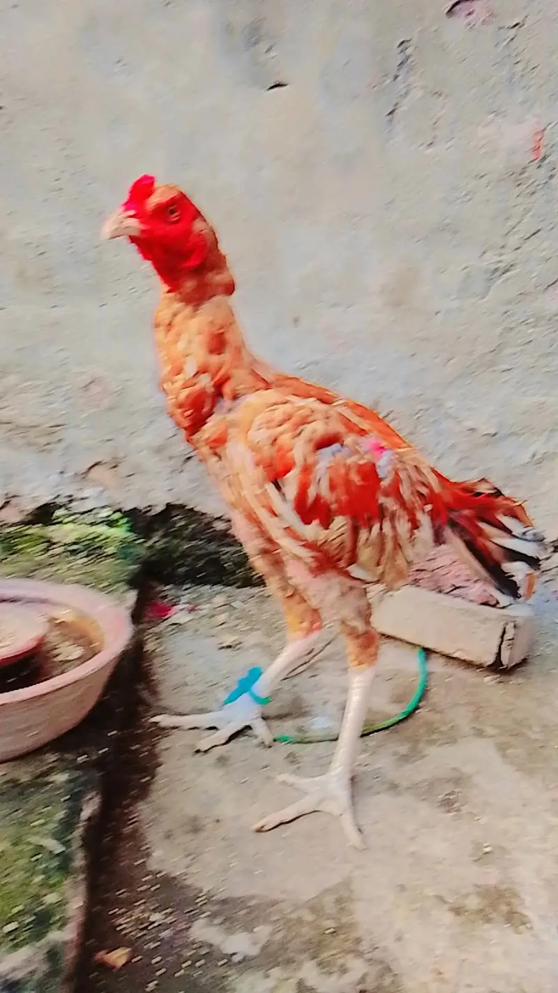 Aseel sindhi — photo 4