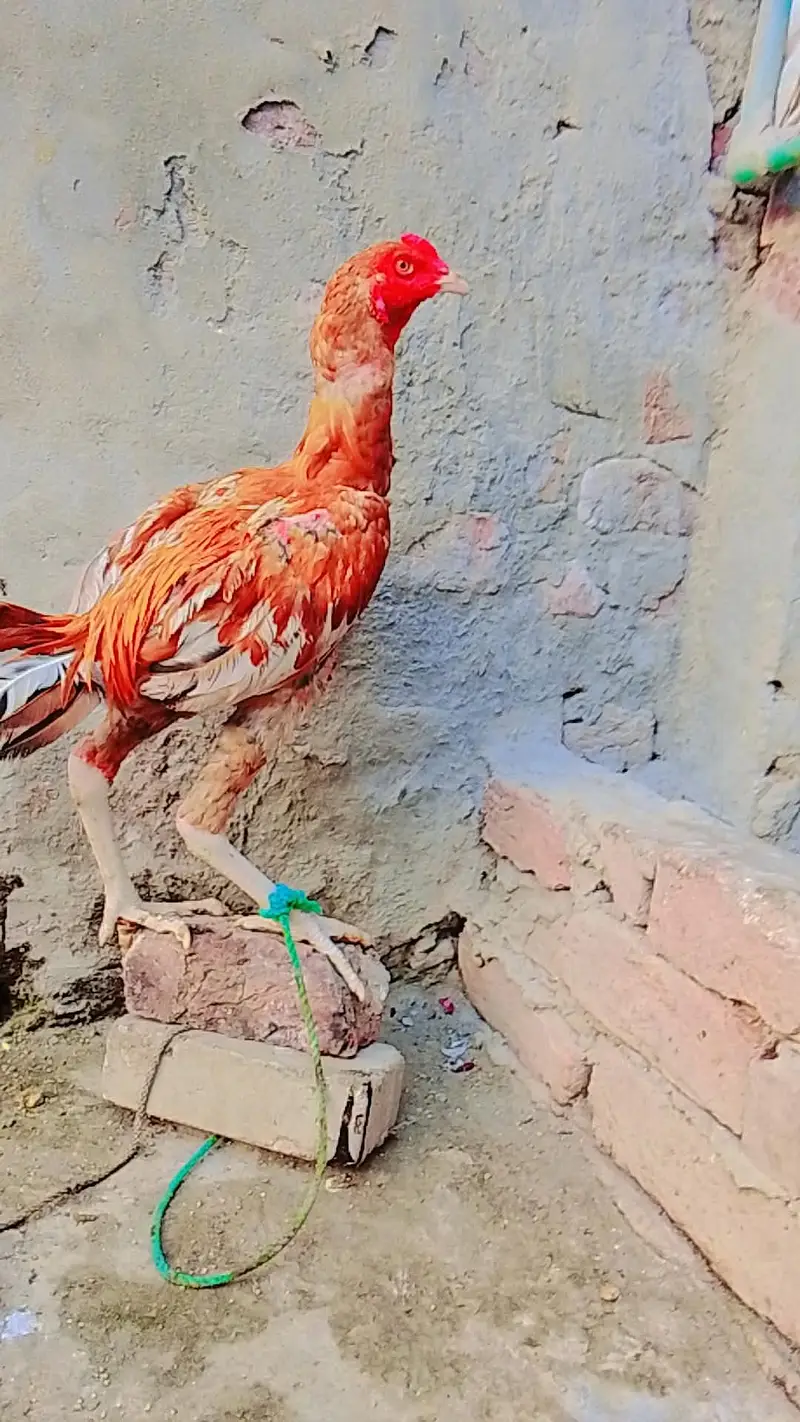 Aseel sindhi — photo 5