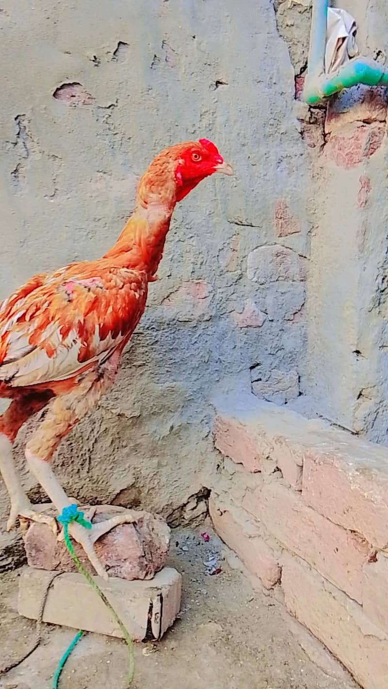 Aseel sindhi 5