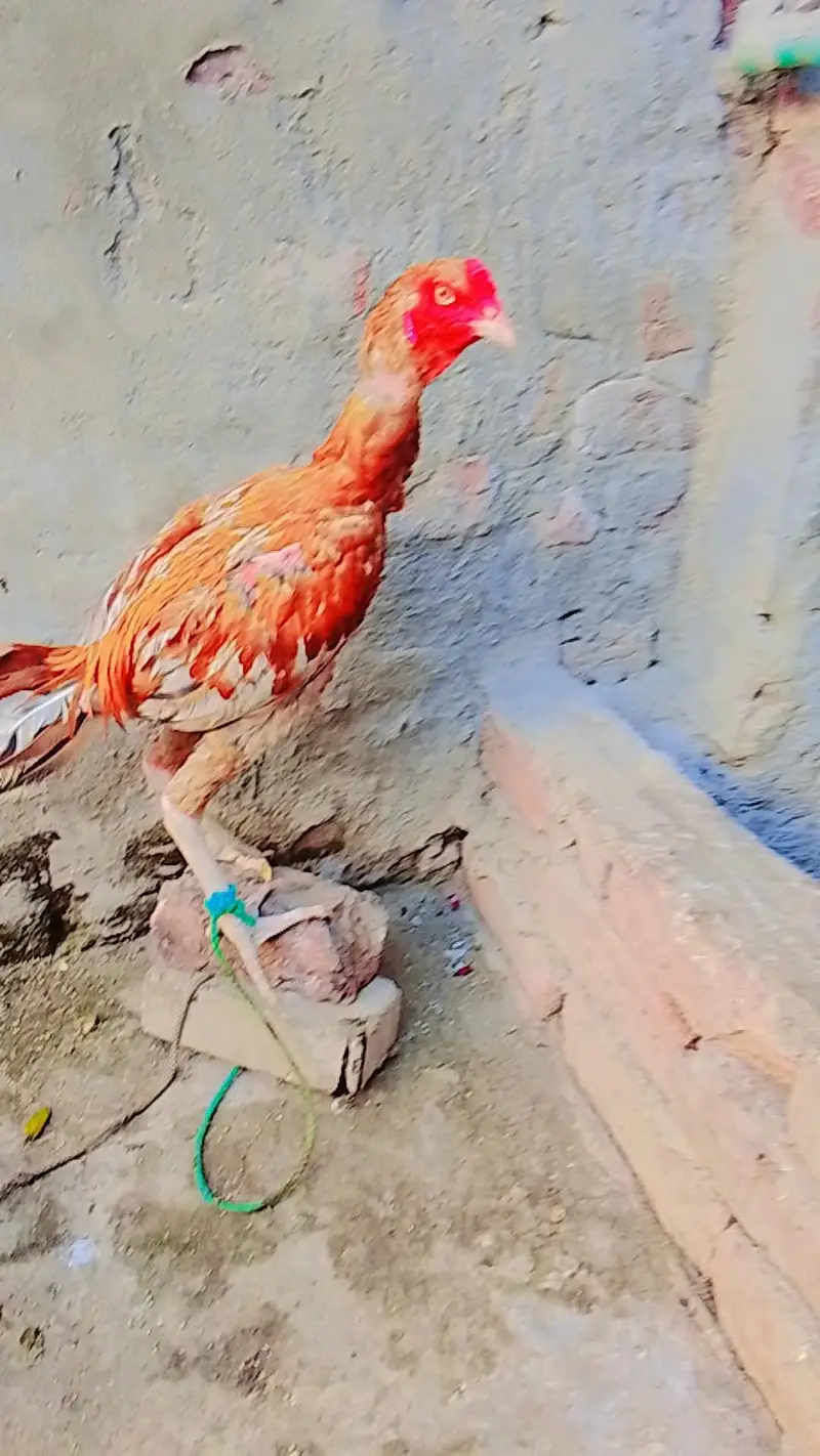 Aseel sindhi — photo 7