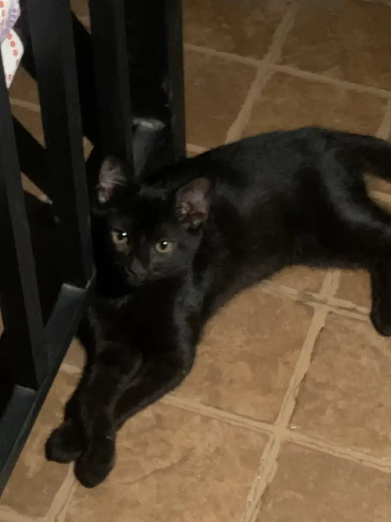 Black cat for sale!! WITH litter and litter box