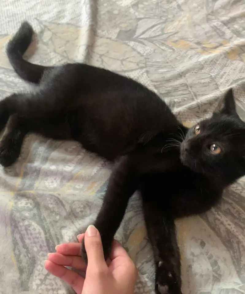 Black cat for sale!! WITH litter and litter box — photo 2