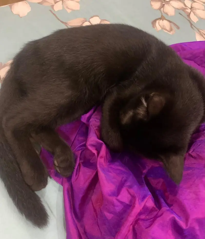Black cat for sale!! WITH litter and litter box — photo 3