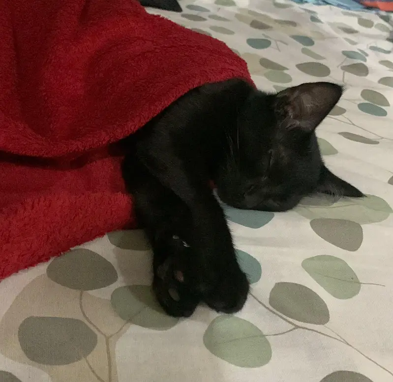 Black cat for sale!! WITH litter and litter box — photo 4