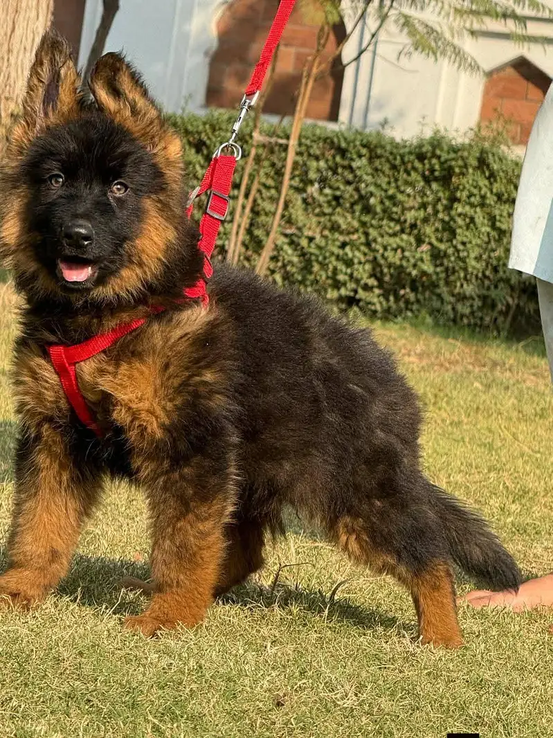 German shepherd puppie WhatsApp contact o/3/4/9/o/6/8/6/3/7/8