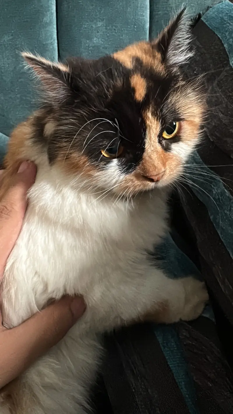 Selling Calico Persian Mix Breeed