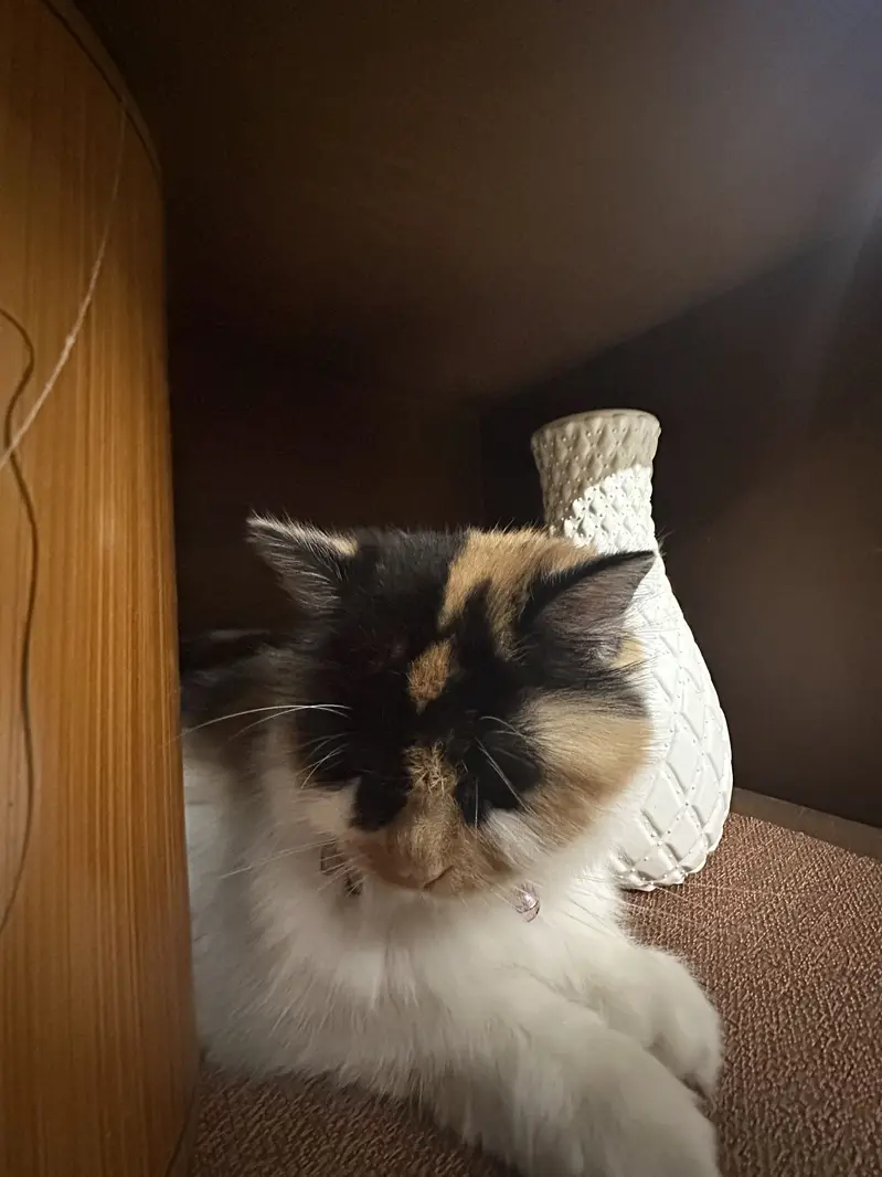 Selling Calico Persian Mix Breeed — photo 2