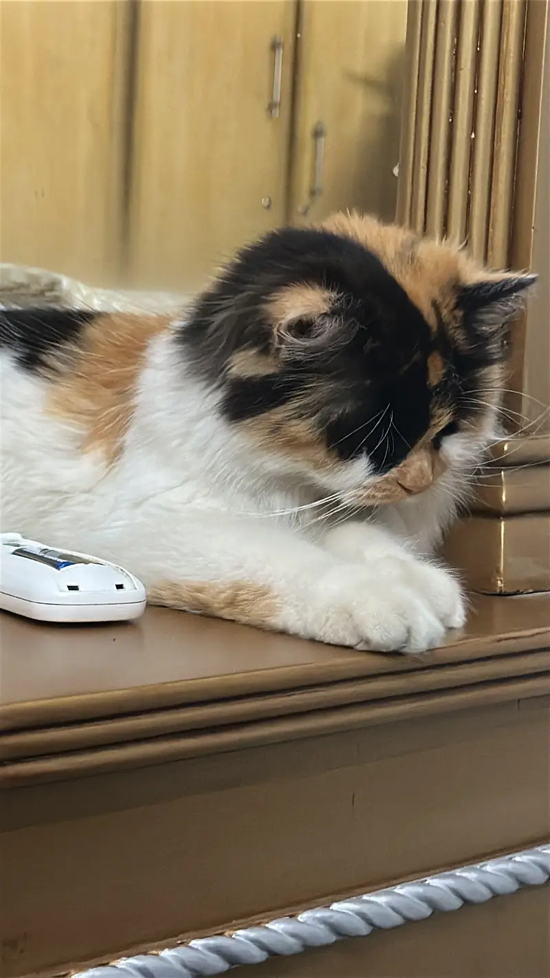 Selling Calico Persian Mix Breeed — photo 3