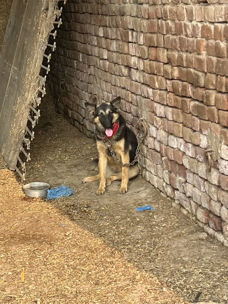 Female Belgian Shephard Dog
