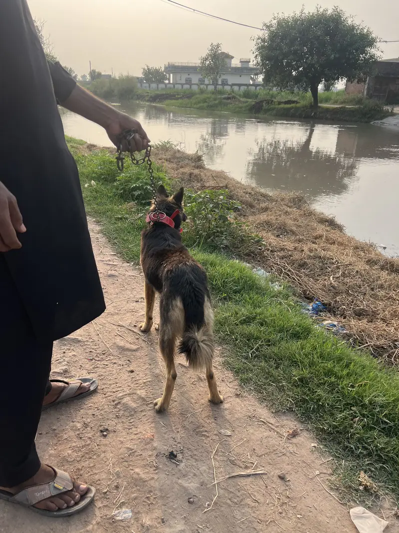 Female Belgian Shephard Dog — photo 3