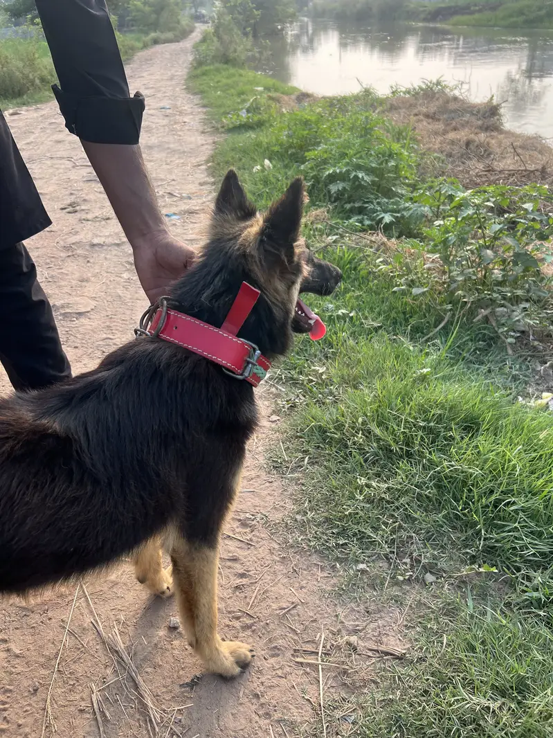 Female Belgian Shephard Dog — photo 4