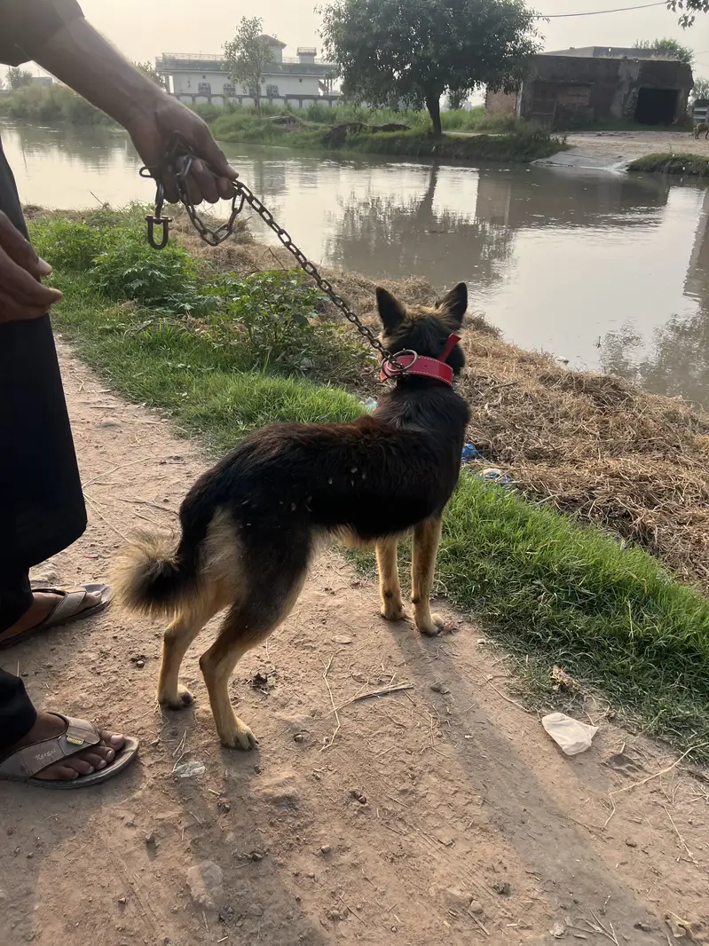 Female Belgian Shephard Dog — photo 5