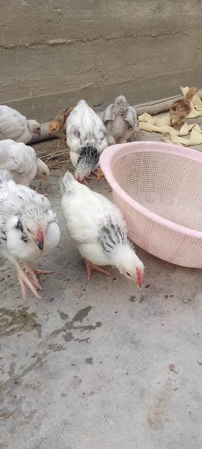 Sussex chicks 1 month proper detailing
