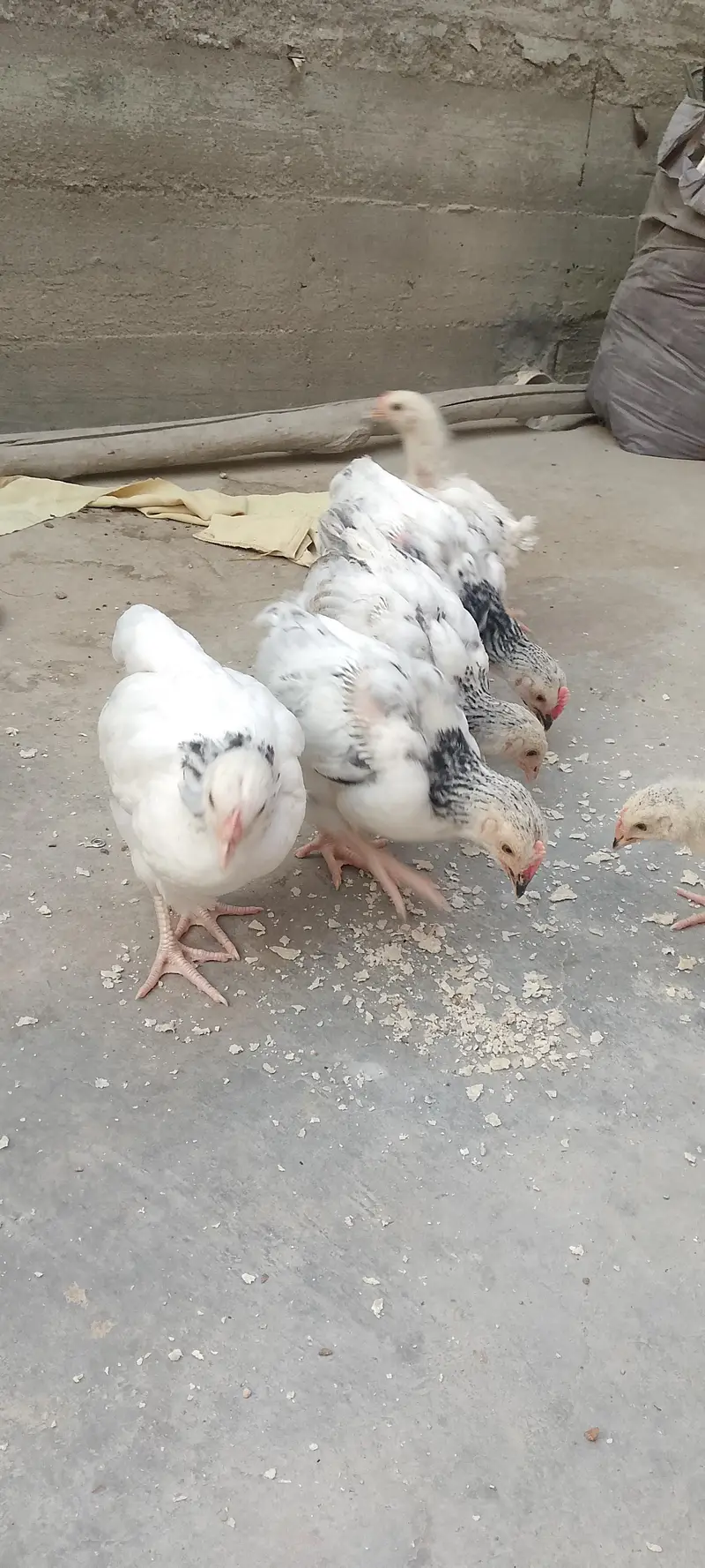 Sussex chicks 1 month proper detailing — photo 3
