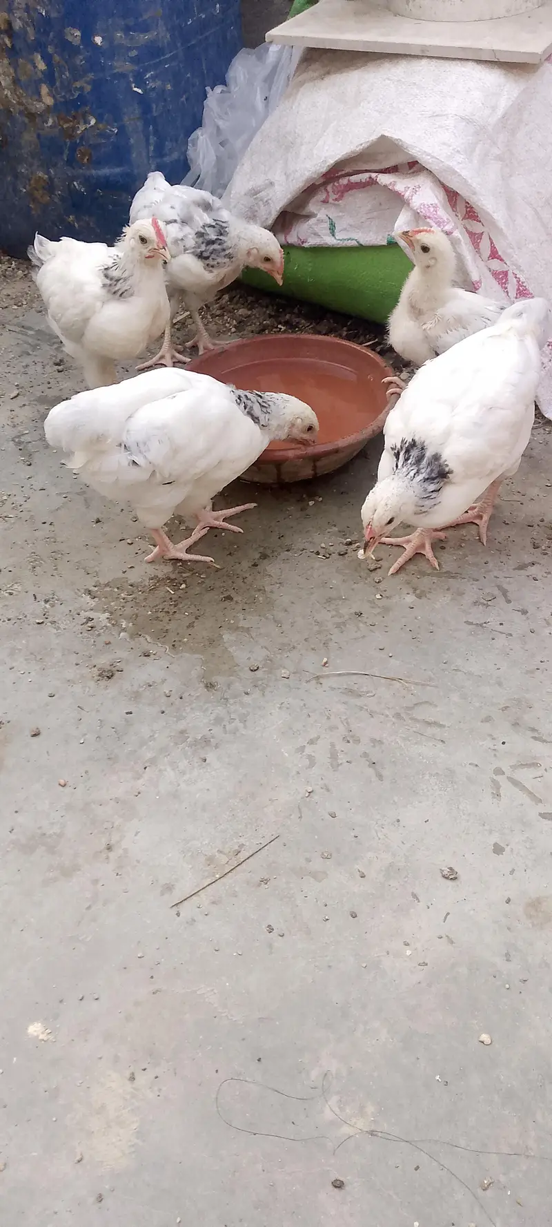 Sussex chicks 1 month proper detailing — photo 4