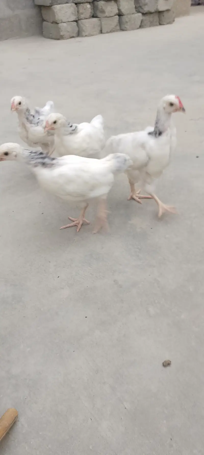 Sussex chicks 1 month proper detailing — photo 5