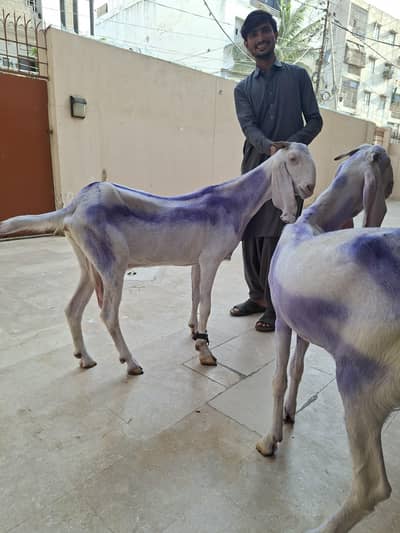 Rajanpuri females