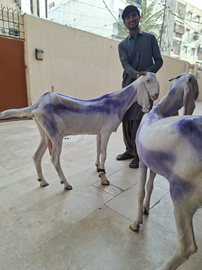 Rajanpuri females