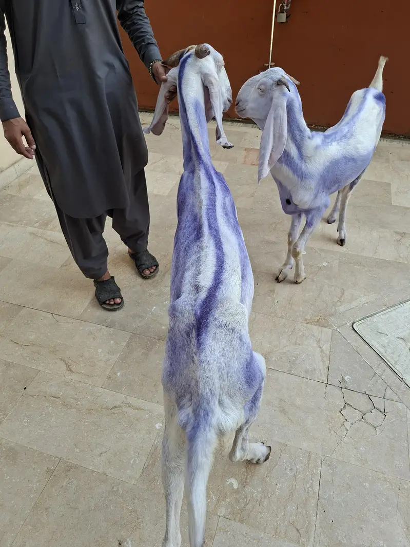 Rajanpuri females — photo 2
