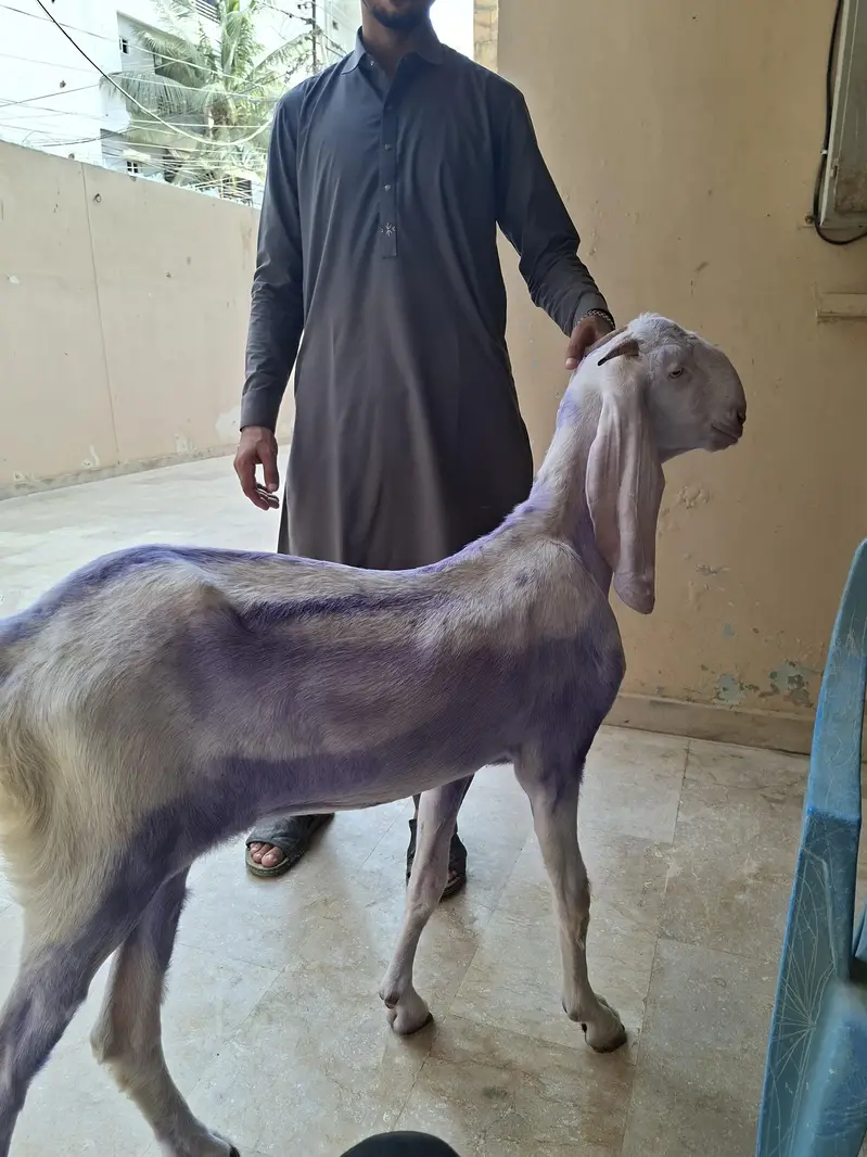 Rajanpuri females — photo 5