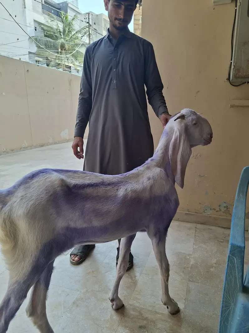 Rajanpuri females — photo 6
