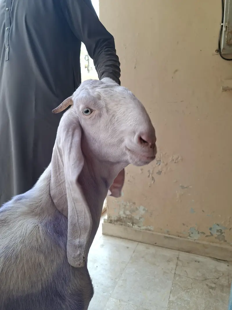 Rajanpuri females — photo 7