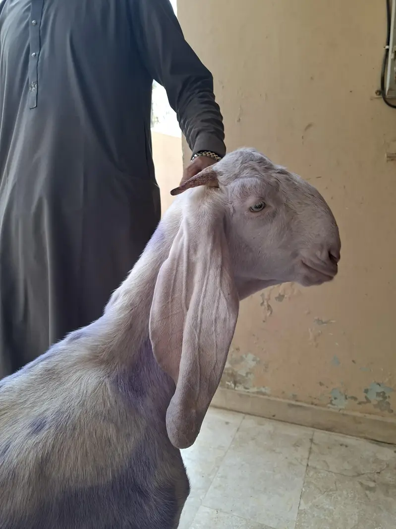Rajanpuri females — photo 8