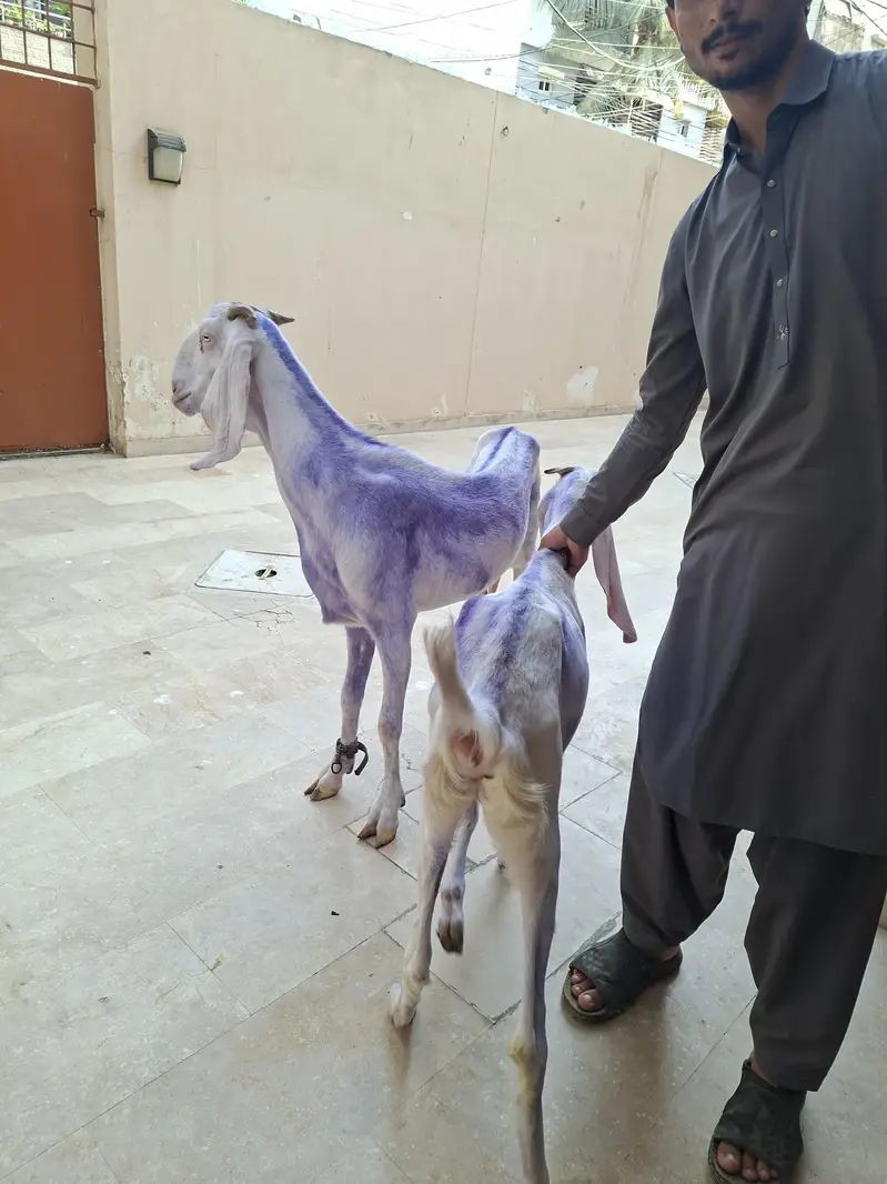 Rajanpuri females — photo 9