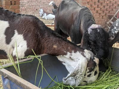 nagri bakri 3.5 month ki ghabban