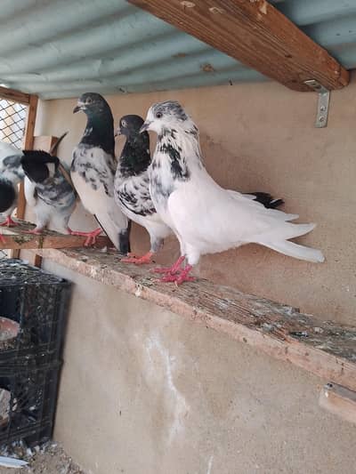 all kabutar forr sell