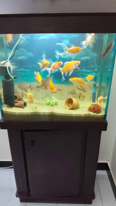 Aquarium and Fishes