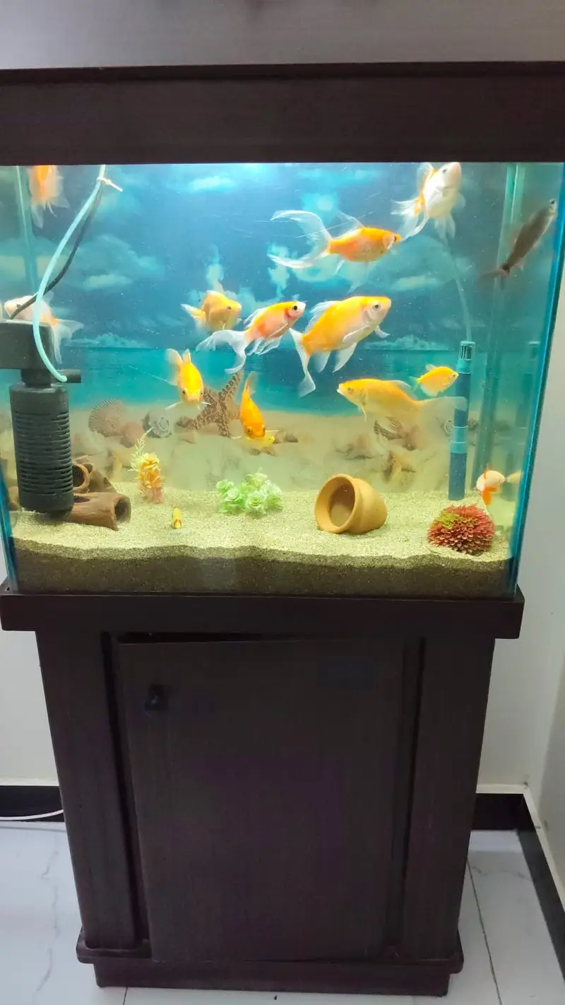 Aquarium and Fishes