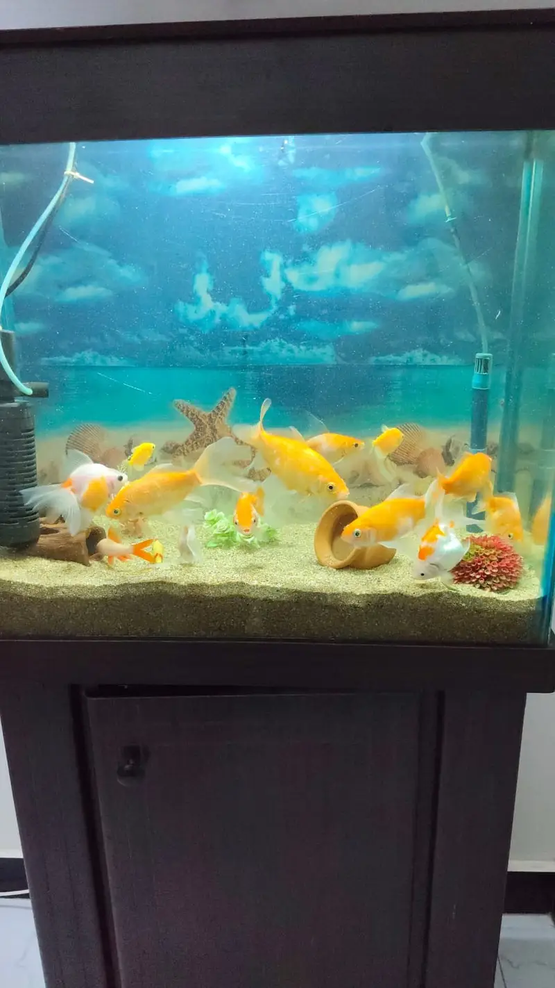 Aquarium and Fishes — photo 2