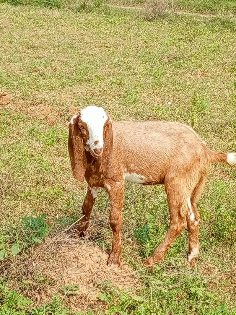 bhot achi nasal ha — photo 2