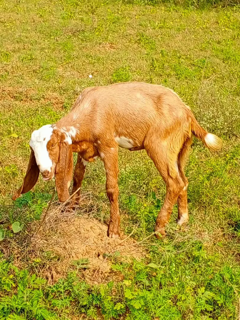 bhot achi nasal ha — photo 3