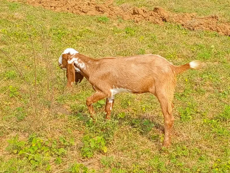 bhot achi nasal ha — photo 4