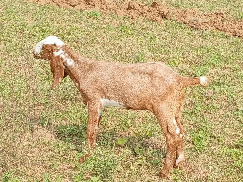 bhot achi nasal ha — photo 5