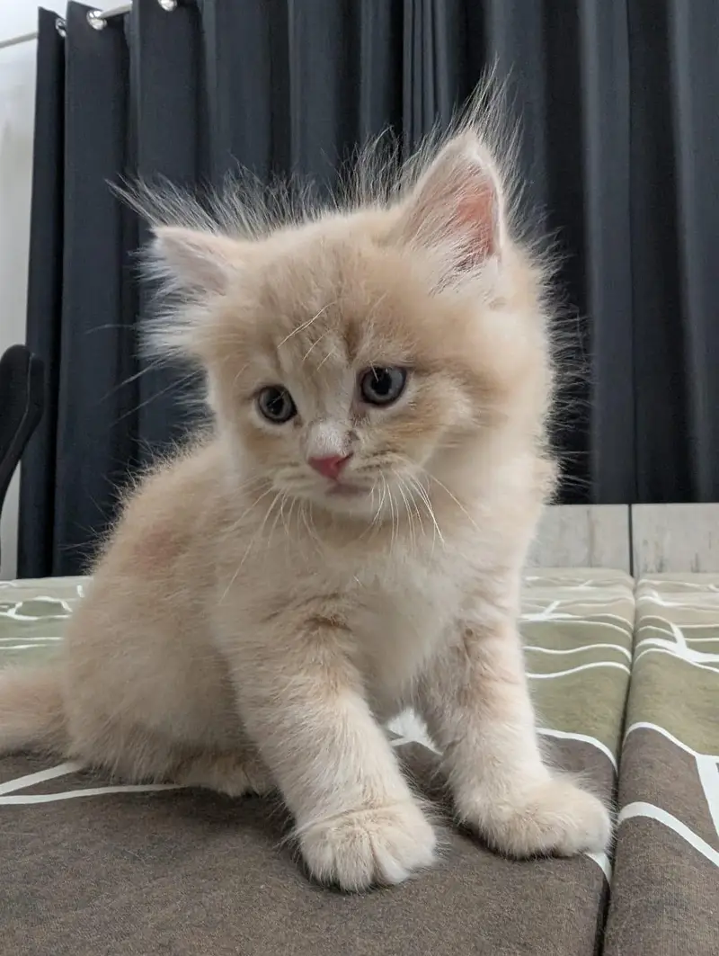 Persian male kitten for sale — photo 2