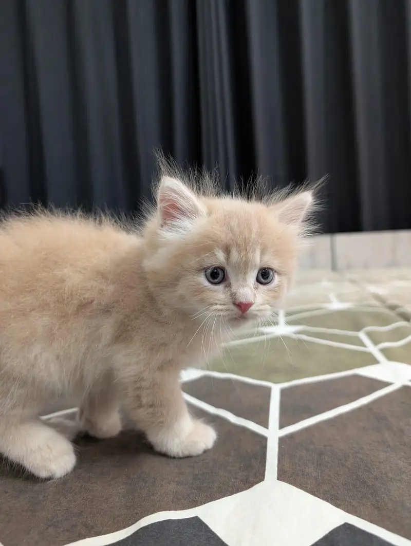 Persian male kitten for sale — photo 3