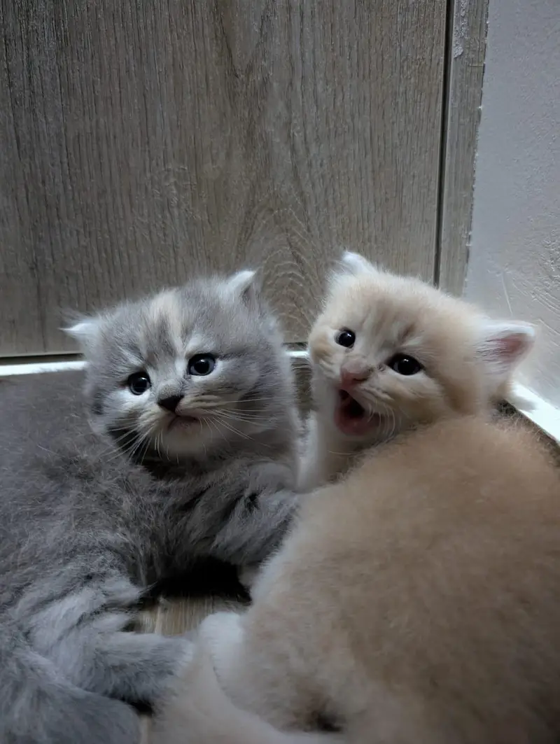 Persian male kitten for sale — photo 5