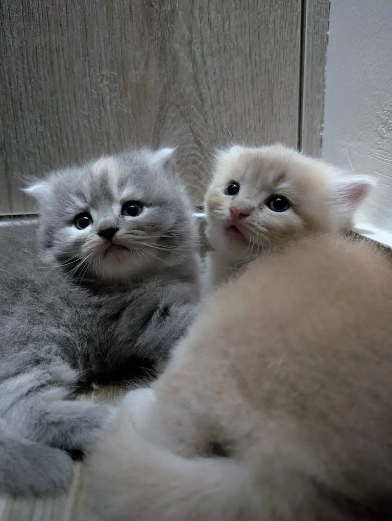 Persian male kitten for sale — photo 6