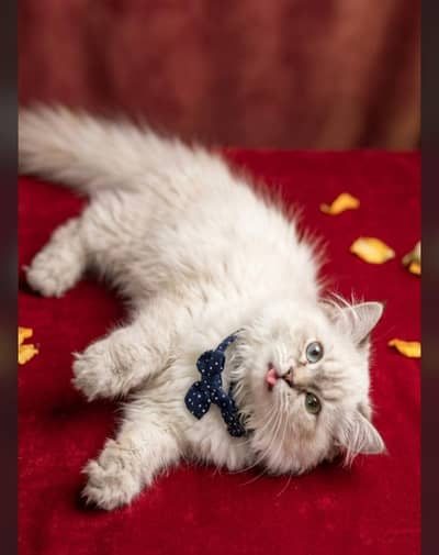 Persian Semi Punch Face