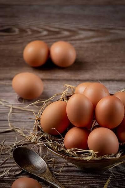 austrolope fertile eggs