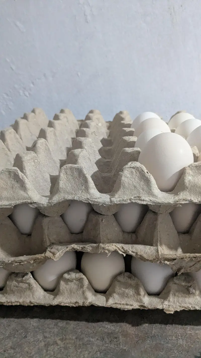 austrolope fertile eggs — photo 3