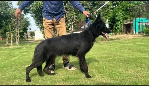 Black German shepherd young long coated breeder female available