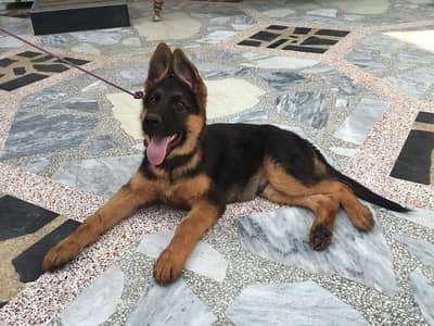 gsd puppy for sale
